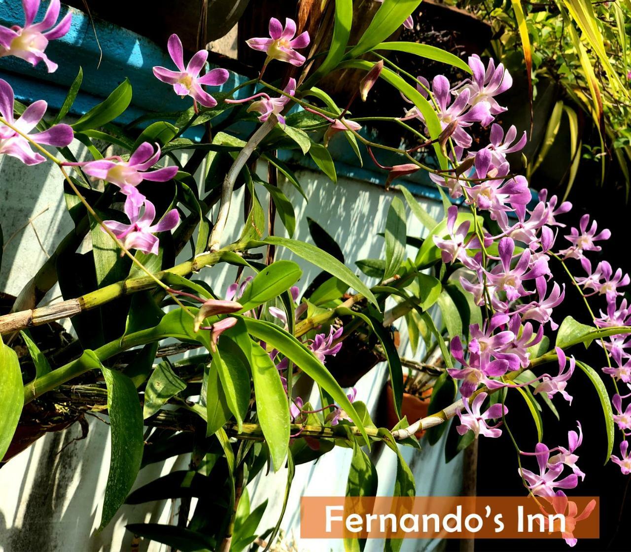 Fernando'S Inn 니곰보 외부 사진